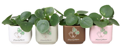 Pilea peperomioides - Chinese Money Plant