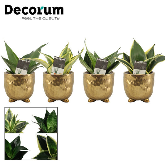 Sansevieria trif. Hahnii + Pot Sigma
