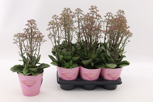 Kalanchoe Wild Flowers Surprising Canyon
