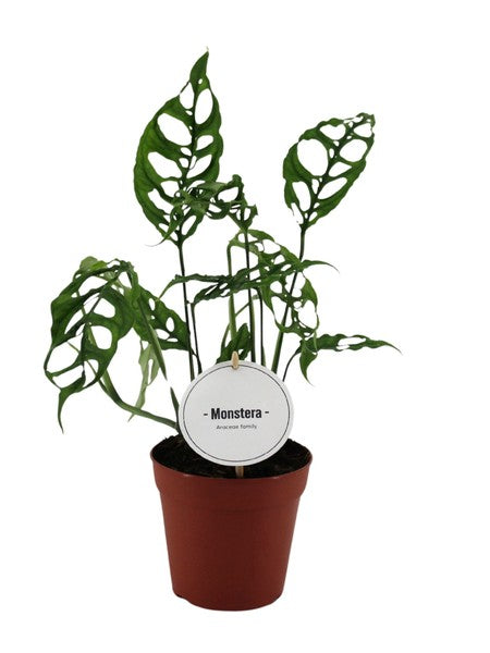 Monstera Obliqua Peru