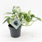 Epipremnum p. Marble Variegata