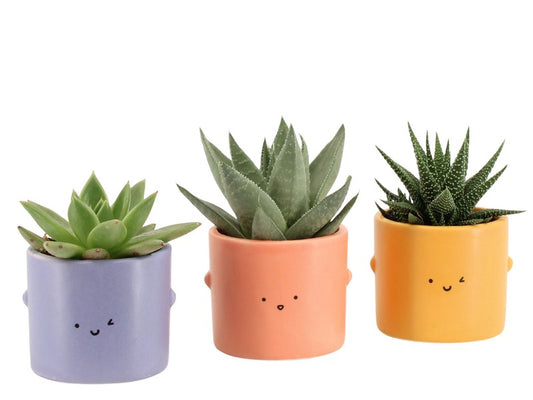 Compo Face Succulent 7503514