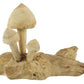 Mushroom Teak Tiram L25W14H20