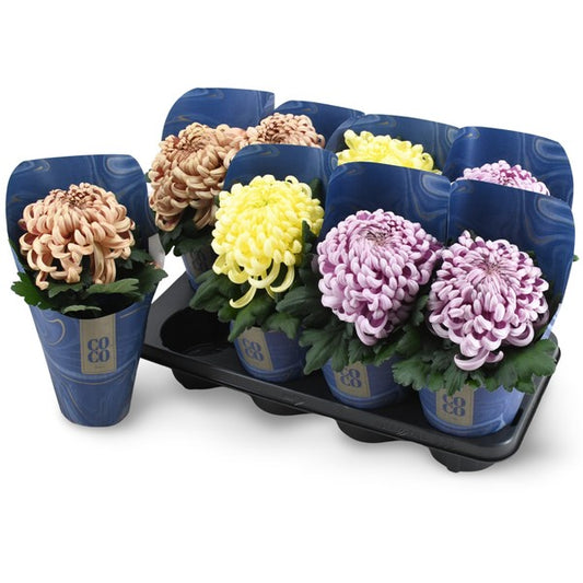 Chrysanthemum ind Coco