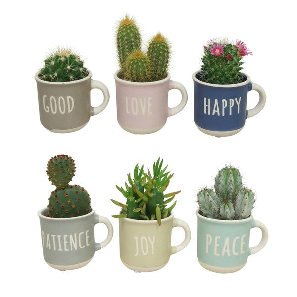 Cactus mix in mug HAPPY LIFE