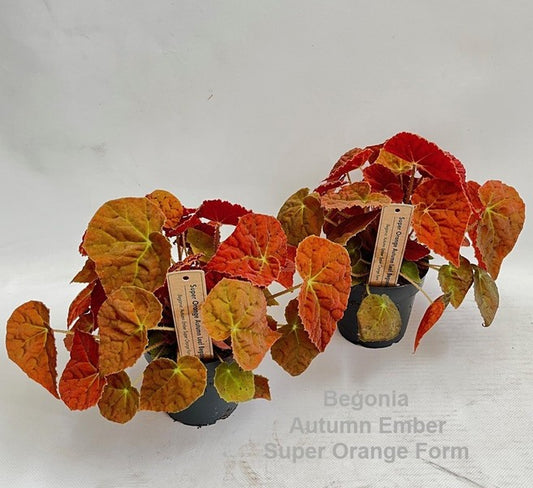 Begonia foliage Autumn Ember Super Orange Form