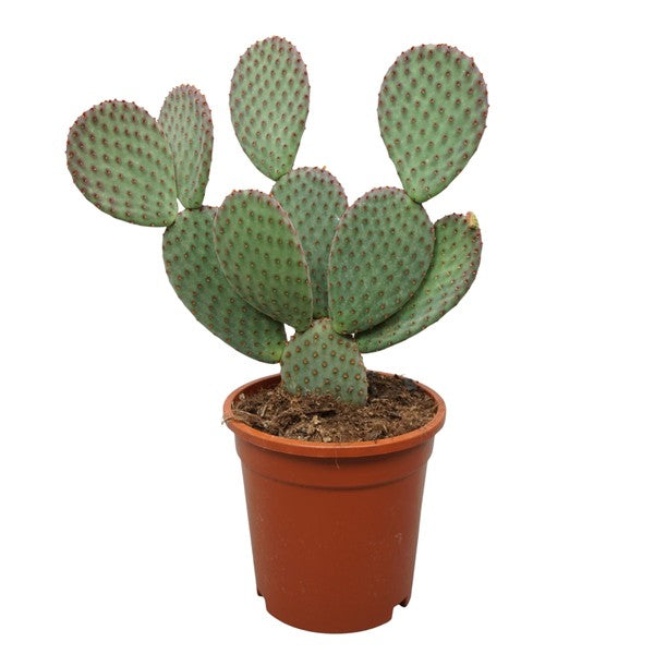 Opuntia