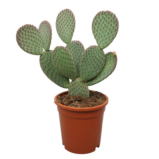 Opuntia