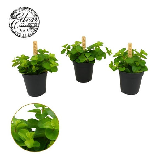 Peperomia Rotundifolia Bambino