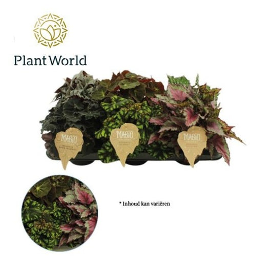 Begonia foliage Magic Colours Mix