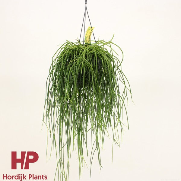 Rhipsalis baccifera shaferi
