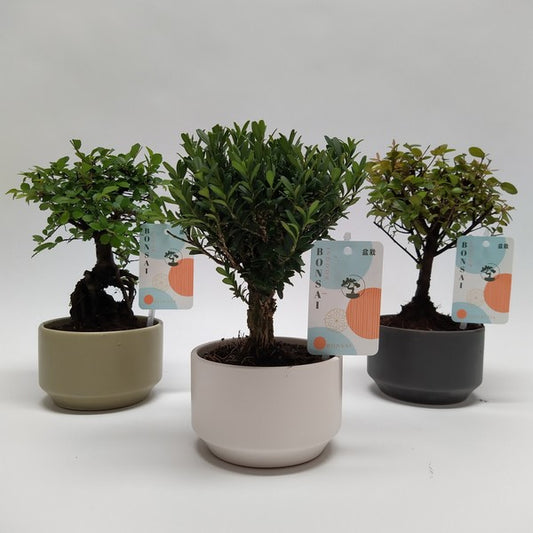 Bonsai Mix in Ceramic Pure