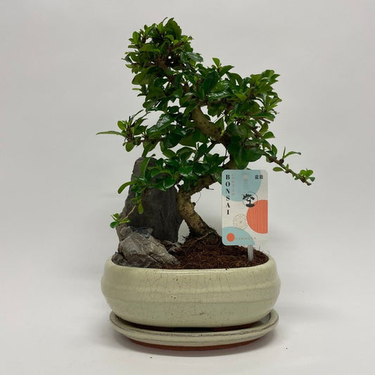 Bonsai Carmona S-Shape Ceramic Pot Rock