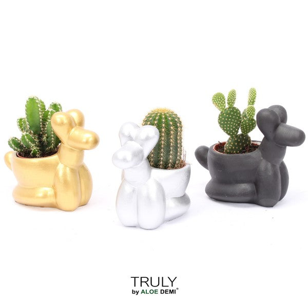 Crassula in ceramic Balloon dog TRULY