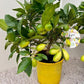 Citrus Lime Lyvia