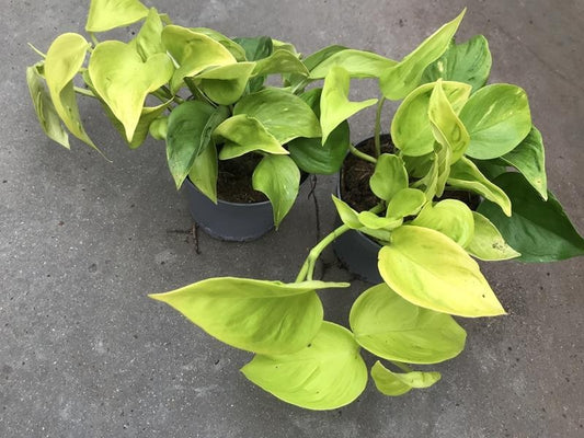 Epipremnum pinn Champs Elysees