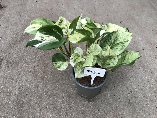 Epipremnum pinn Manjula