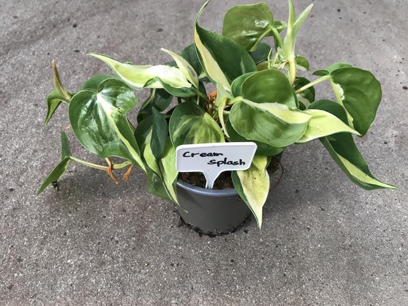 Philodendron cor Cream Splash