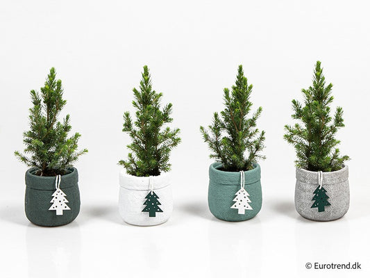 Picea glauca conica - Dwarf Alberta Spruce Tree + Pot