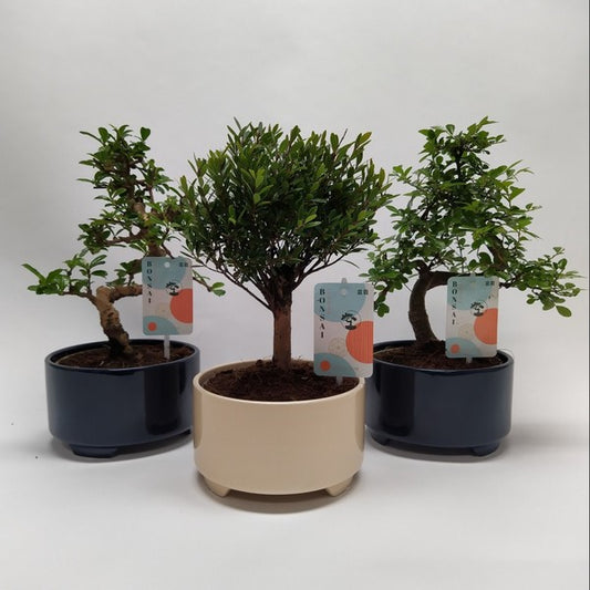 Bonsai mix in Modern Royal Ceramic Pot