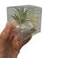 Compo Tillandsia Crystal