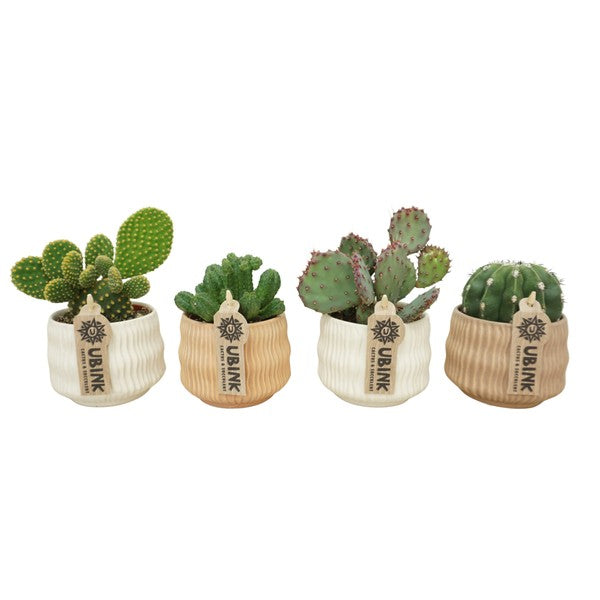 Cactus mix in ceramic Vedra