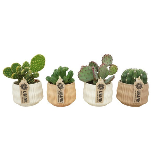 Cactus mix in ceramic Vedra
