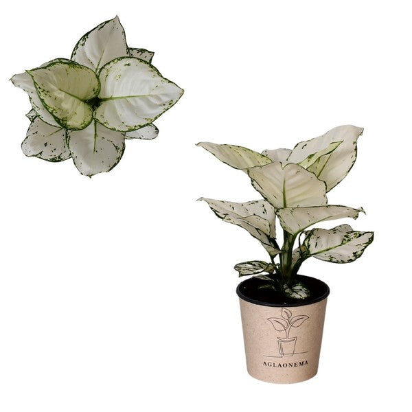 Aglaonema Super White