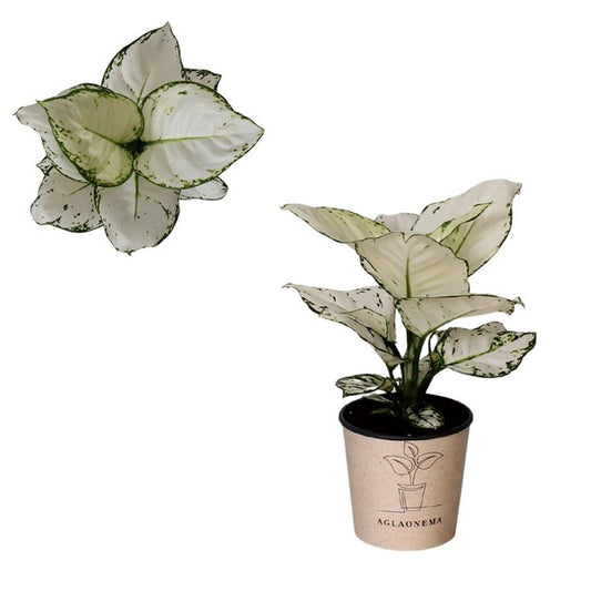 Aglaonema Super White