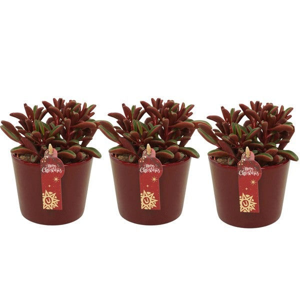 Pepperomia Graveolens in Xmas red ceramic