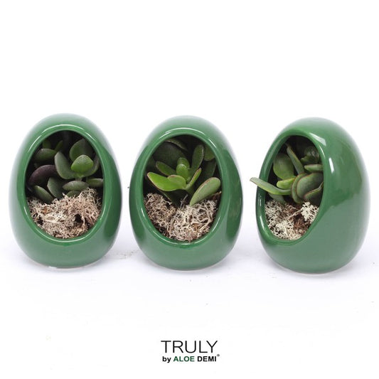 Crassula in ceramic Egg green gold TRULY