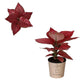 Aglaonema Ruby Red