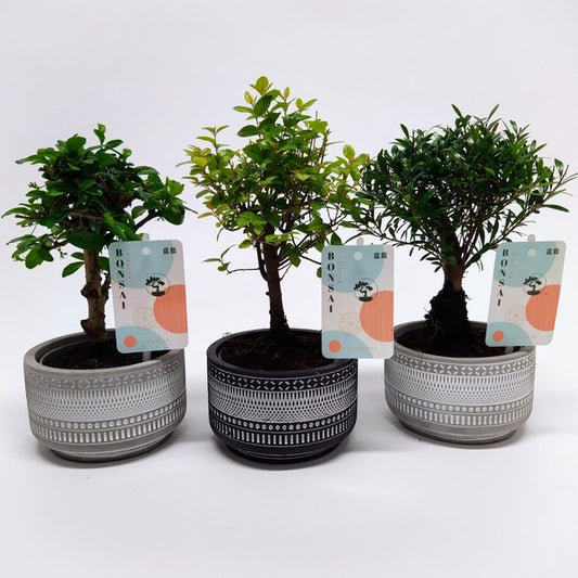 Bonsai mix in ceramic Tribal