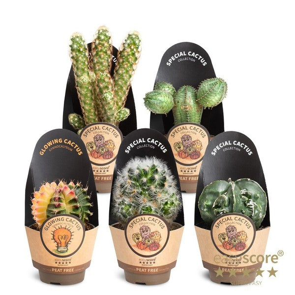 Cactus Special Mix Selection