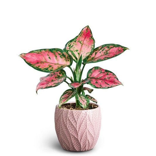 Aglaonema Pinky promise + ceramic Leaf Rosa