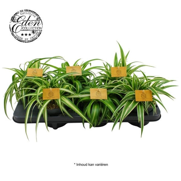 Chlorophytum comosum - Spider Plant Smith Collection
