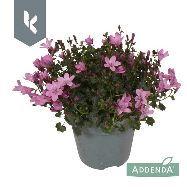 Campanula Ambella Pink