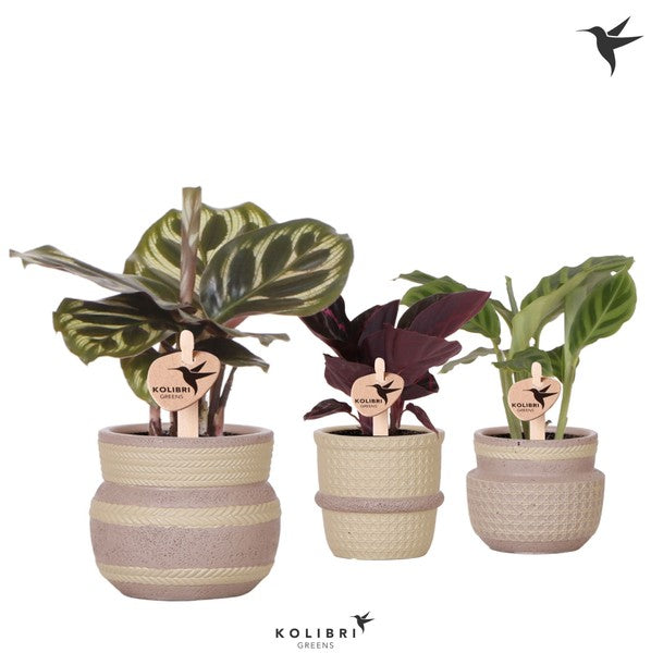 Calathea Mix + Ceramic Pot