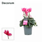 Cyclamen Lovely Moments