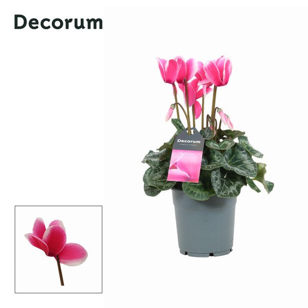 Cyclamen Lovely Moments