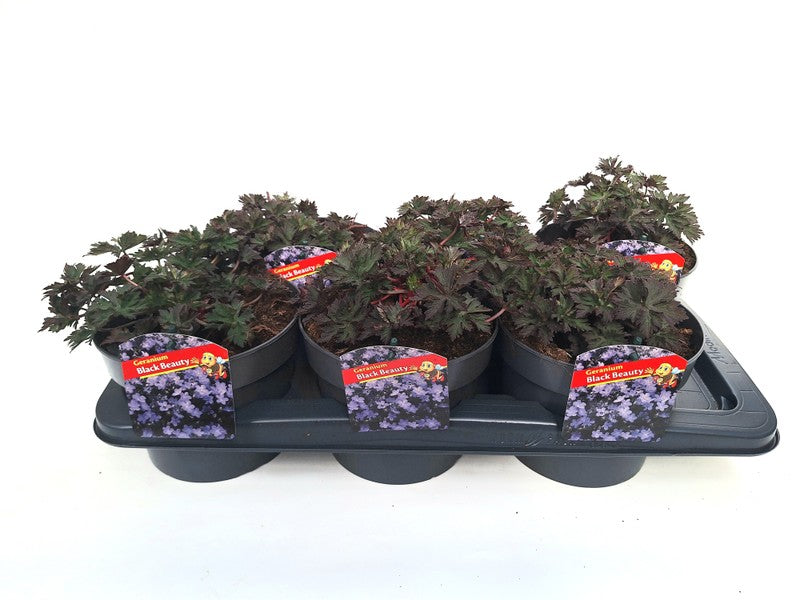 Geranium Black Beauty