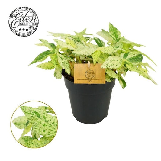 Pellionia repens variegata