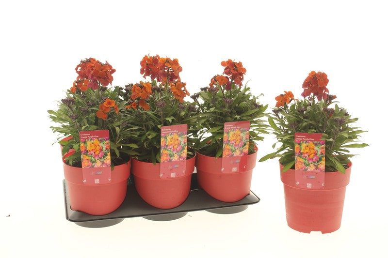 Erysimum lin Orange Purple Glow