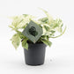 Epipremnum p. Snow Leopard