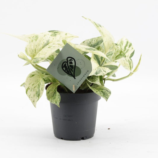 Epipremnum p. Snow Leopard