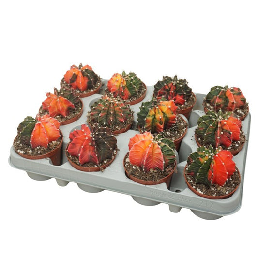 Cactus Gymnocalycium mihanovichii Koi