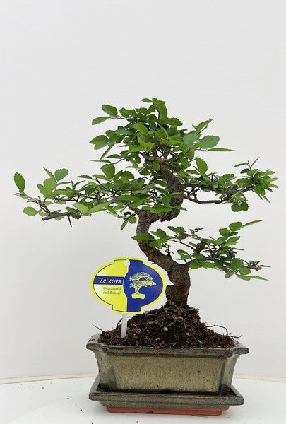 Bonsai Zelkova S-shape ceramic + saucer