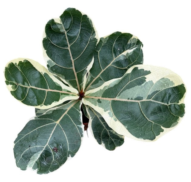 Ficus Lyrata Variegata - Variegated Fiddle leaf fig