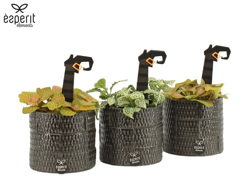 Fittonia Halloween Pot