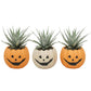 Aloe Zebrina Halloween Pot